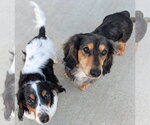 Small #1 Dachshund