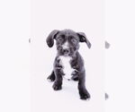Small #7 American Staffordshire Terrier Mix