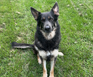 Father of the German Shepherd Dog puppies born on 02/21/2025