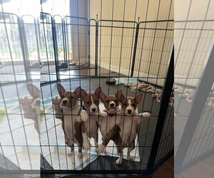 Basenji Puppy for Sale in SACRAMENTO, California USA