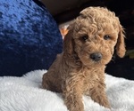 Small Photo #19 Goldendoodle (Miniature) Puppy For Sale in SAN FERNANDO, CA, USA