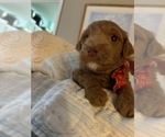 Puppy Chester Miniature Labradoodle