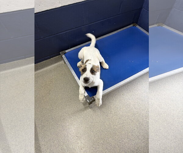 Medium Photo #1 Mutt Puppy For Sale in Sterling, MA, USA