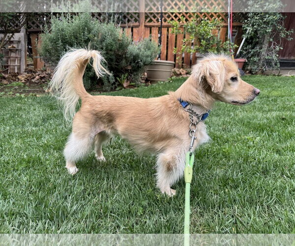 Medium Photo #3 Cocker Spaniel-Dachshund Mix Puppy For Sale in Hesperia, CA, USA