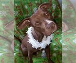 Small Photo #1 American Pit Bull Terrier Puppy For Sale in Candler, NC, USA