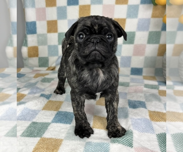 Medium Photo #2 Pug Puppy For Sale in FRANKLIN, IN, USA