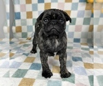 Small #1 Pug