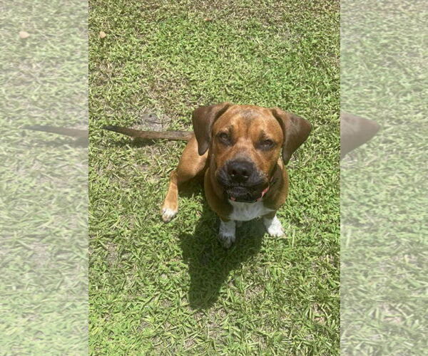 Medium Photo #2 French Bulldog-Pembroke Welsh Corgi Mix Puppy For Sale in Sanford, FL, USA
