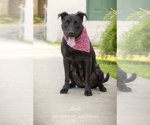 Medium Photo #4 Mutt Puppy For Sale in San Leon, TX, USA