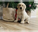 Small Photo #2 Golden Labrador Puppy For Sale in BLACK FOREST, CO, USA