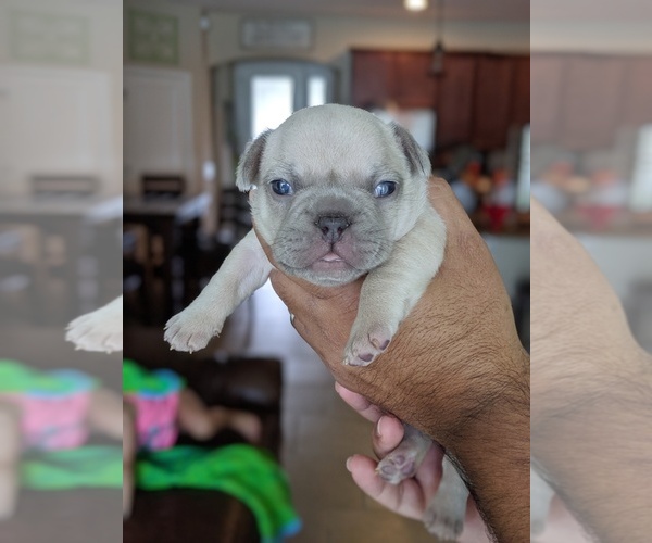 Medium Photo #1 French Bulldog Puppy For Sale in MAGNOLIA SQ, FL, USA