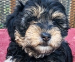 Small Photo #2 Poodle (Toy)-Yorkshire Terrier Mix Puppy For Sale in GEORGETOWN, TX, USA