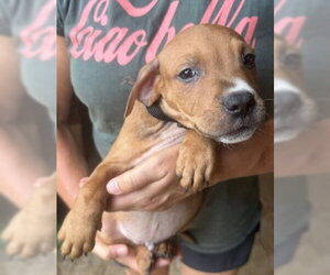 Mutt Dogs for adoption in Jackson, MS, USA