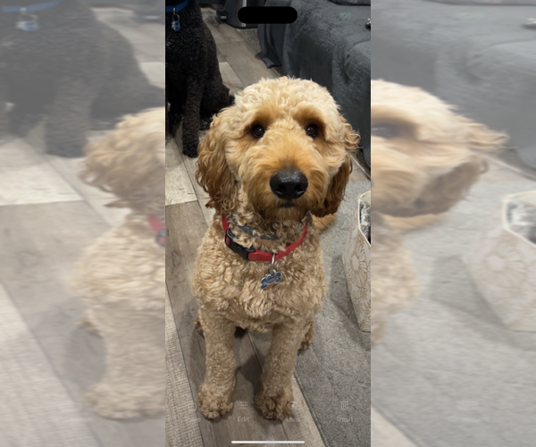 Medium Photo #1 Goldendoodle Puppy For Sale in GROVE CITY, PA, USA