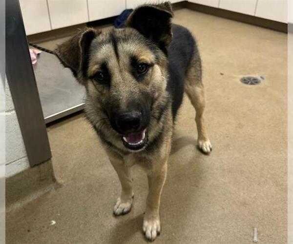 Medium Photo #1 German Shepherd Dog Puppy For Sale in Santa Maria, CA, USA
