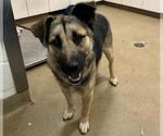Small German Shepherd Dog