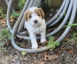 Small Photo #4 Cavapoo Puppy For Sale in GOSHEN, IN, USA
