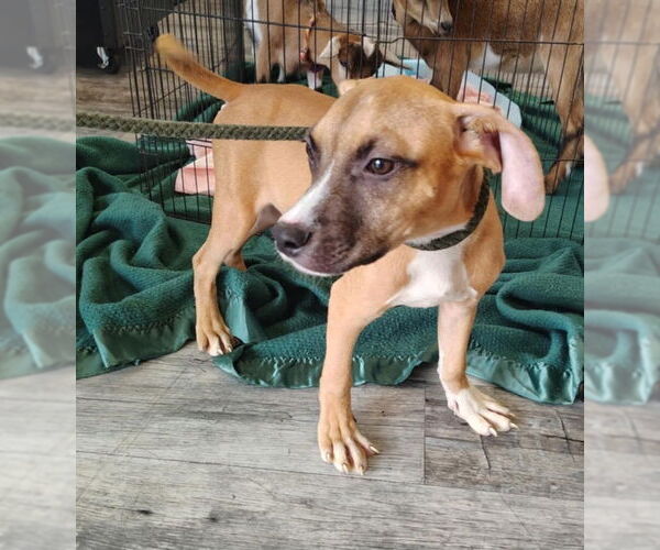 Medium Photo #7 Bullboxer Pit Puppy For Sale in Sanford, FL, USA