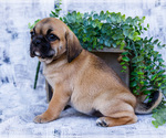 Puppy Bella Puggle