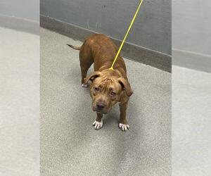 American Pit Bull Terrier-Unknown Mix Dogs for adoption in Las Vegas, NV, USA