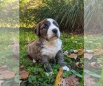 Puppy 4 Miniature Bernedoodle