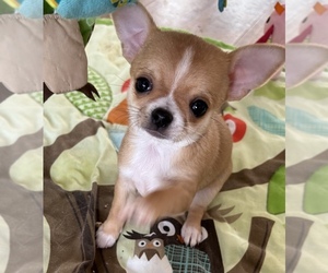Chihuahua Puppy for sale in GREELEY, CO, USA