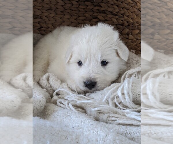Medium Photo #1 Great Pyrenees Puppy For Sale in FALCON, CO, USA