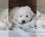 Small Photo #1 Great Pyrenees Puppy For Sale in FALCON, CO, USA