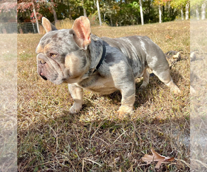 Father of the French Bulldog puppies born on 05/30/2025