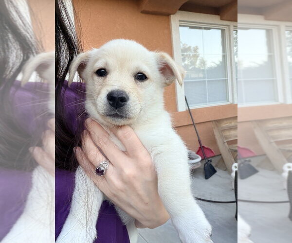 Medium Photo #2 Mutt Puppy For Sale in Dana Point, CA, USA