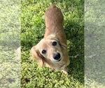 Small #6 Dachshund