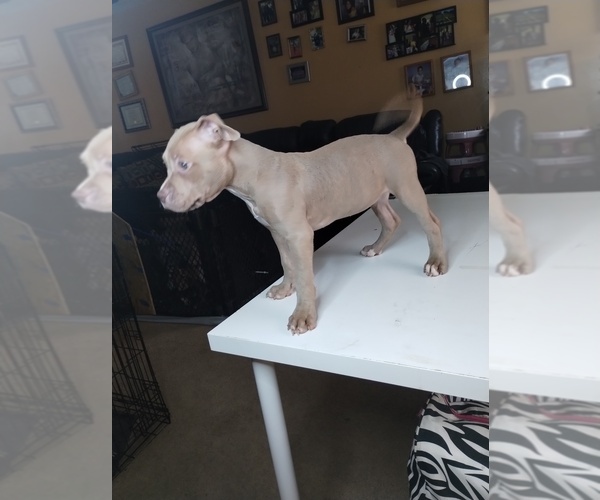 Medium Photo #1 American Bully Puppy For Sale in LITHIA SPRINGS, GA, USA
