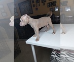 Small Photo #1 American Bully Puppy For Sale in LITHIA SPRINGS, GA, USA