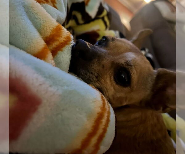 Medium Photo #4 Chihuahua-Unknown Mix Puppy For Sale in Grafton, WI, USA