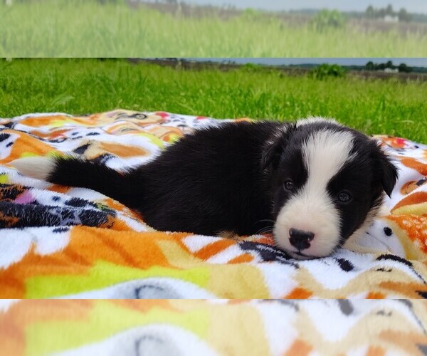 Medium Photo #130 Border Collie Puppy For Sale in NORBORNE, MO, USA