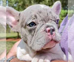 French Bulldog Puppy for sale in TAMPA, FL, USA