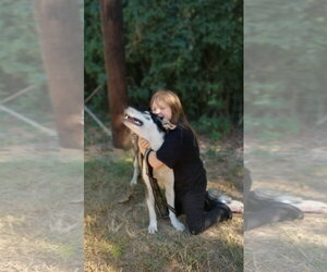Hank - Male Siberian Husky-Unknown Mix Dog for Adoption - Photo #4