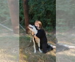 Small Photo #4 Siberian Husky-Unknown Mix Puppy For Sale in The Woodlands, TX, USA