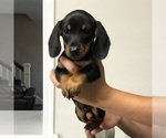 Puppy Junior Dachshund