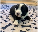 Small Photo #9 Australian Shepherd Puppy For Sale in SALISBURY, NC, USA