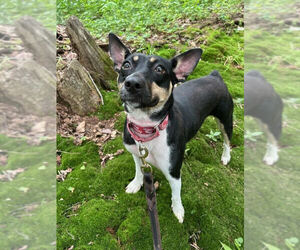 Rat Terrier-Unknown Mix Dogs for adoption in Linton, IN, USA