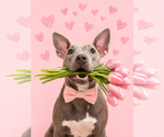 Small Photo #6 American Pit Bull Terrier-Unknown Mix Puppy For Sale in Holly Springs, NC, USA