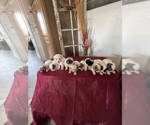 Poodle (Miniature) Litter for sale in SPARTA, KY, USA