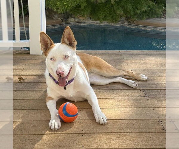 Medium Photo #2 Mutt Puppy For Sale in Chester, NJ, USA