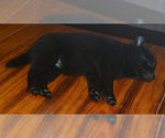 Small Photo #3 Schipperke Puppy For Sale in SEYMOUR, MO, USA