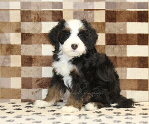 Bernedoodle (Miniature) Puppy for sale in DENVER, PA, USA
