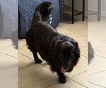Small #7 Border Collie Mix