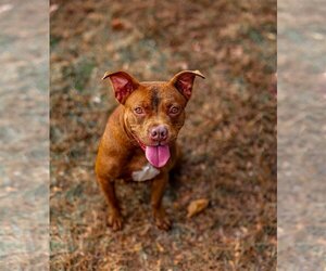 Bulldog-Unknown Mix Dogs for adoption in Sparta, TN, USA