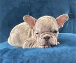 Small Photo #18 French Bulldog Puppy For Sale in HOUSTON, TX, USA