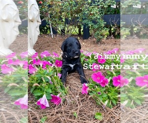 Labradoodle Puppy for Sale in EUSTIS, Florida USA